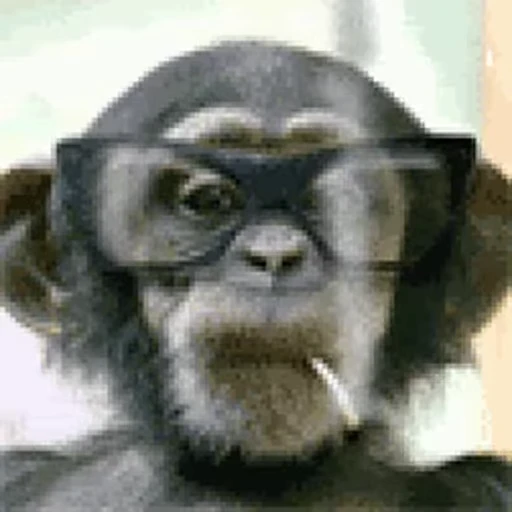 🤓 Стикер «Primates» для Telegram