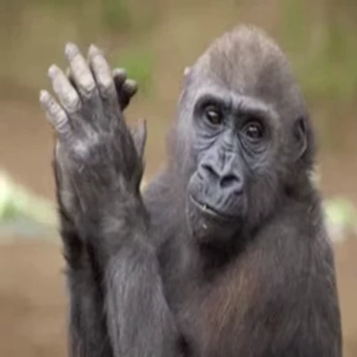 👏 Стикер «Primates» для Telegram