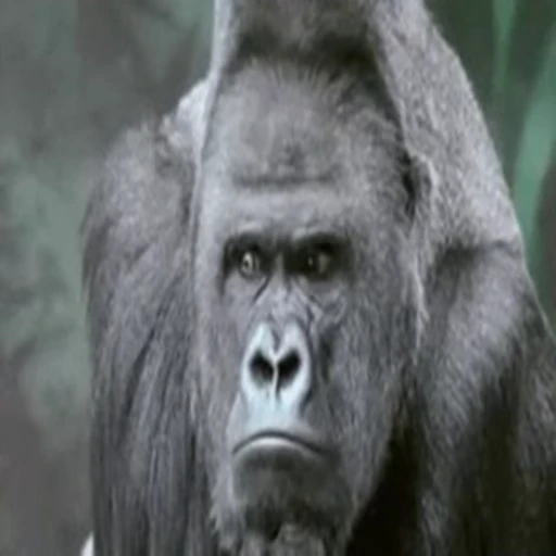 🤨 Стикер «Primates» для Telegram