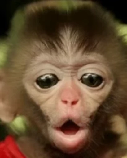 😱 Стикер «Primates» для Telegram