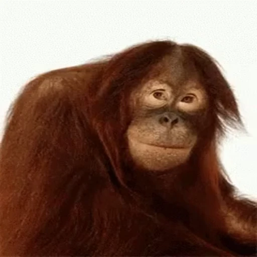 😛 Стикер «Primates» для Telegram