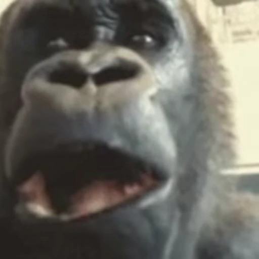 😱 Стикер «Primates» для Telegram