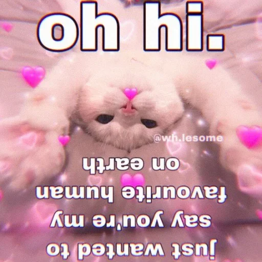 💞 Стикер «♡︎𝓜𝓸𝓸𝓷𝓲𝓮'𝓼 𝓵𝓸𝓿𝓮♡︎» для Telegram