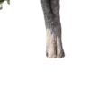 🤩 Эмодзи «Природа» для Telegram