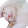 🤲 Эмодзи «private princess» для Telegram