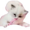 🤲 Эмодзи «private princess» для Telegram