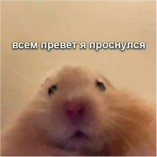 💚 Стикер «Проснулся» для Telegram