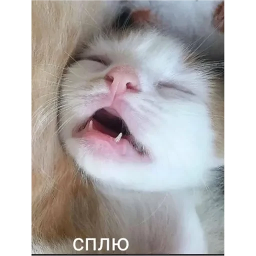 💚 Стикер «Проснулся» для Telegram