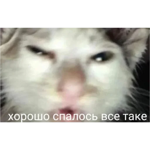 💚 Стикер «Проснулся» для Telegram