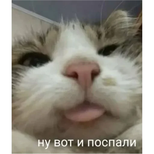 💚 Стикер «Проснулся» для Telegram