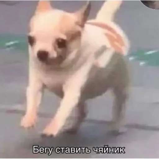 💚 Стикер «Проснулся» для Telegram