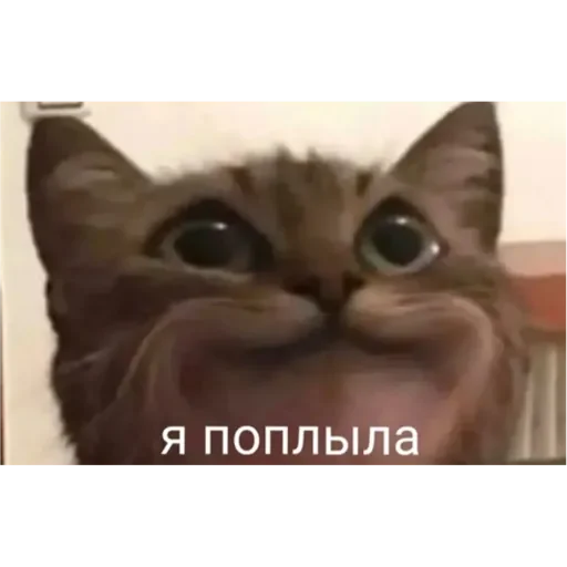 💚 Стикер «Проснулся» для Telegram