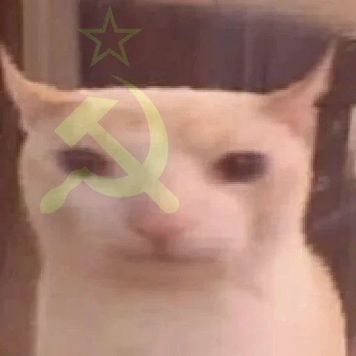 🐈 Стикер «kotek» для Telegram