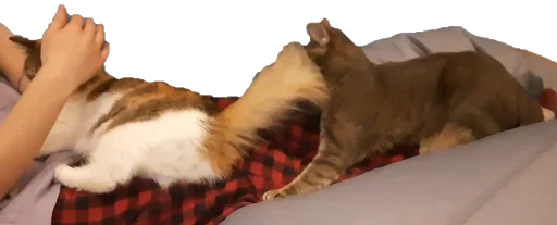 😾 Стикер «Pipisi» для Telegram