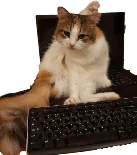 😜 Стикер «Pipisi» для Telegram