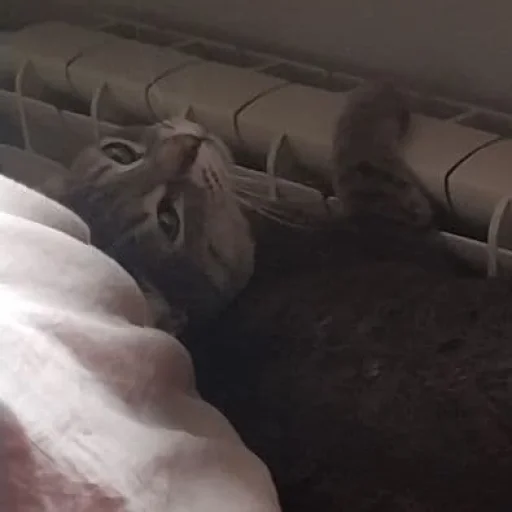 😾 Стикер «Pipisi» для Telegram
