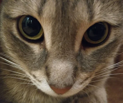 😺 Стикер «Pipisi» для Telegram