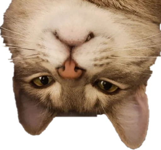 🦇 Стикер «Pipisi» для Telegram