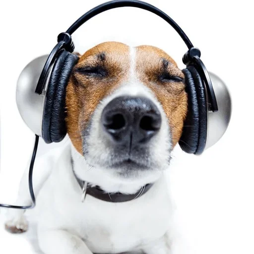 🎧 Стикер «Собаки Хуяки» для Telegram
