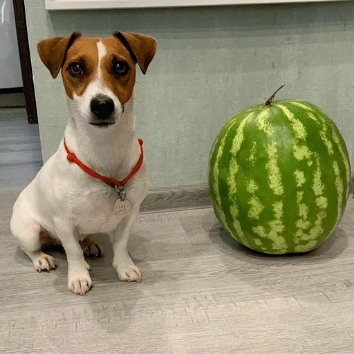 🍉 Стикер «Собаки Хуяки» для Telegram