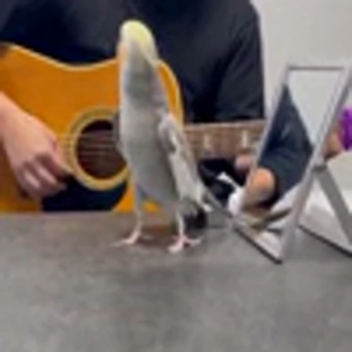 🎸 Эмодзи «Птички» для Telegram