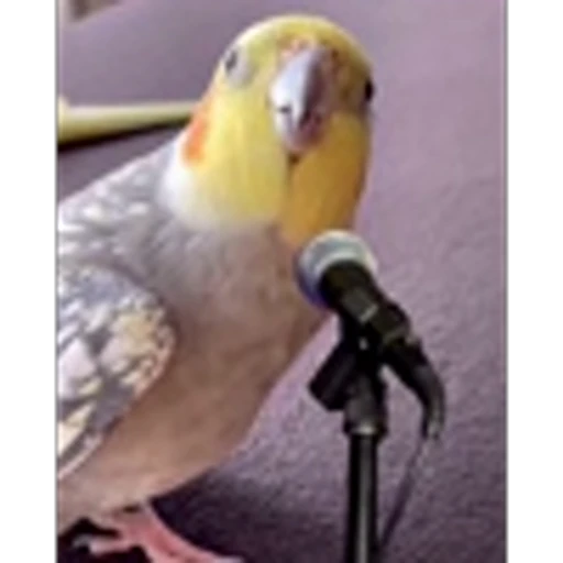 🎤 Эмодзи «Птички» для Telegram