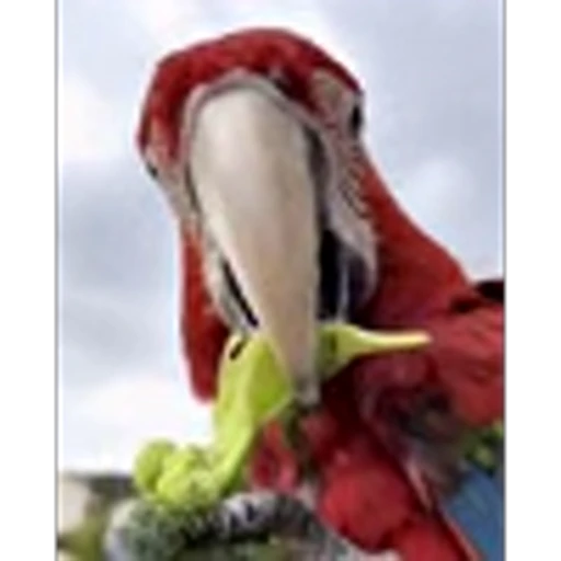🥦 Эмодзи «Птички» для Telegram