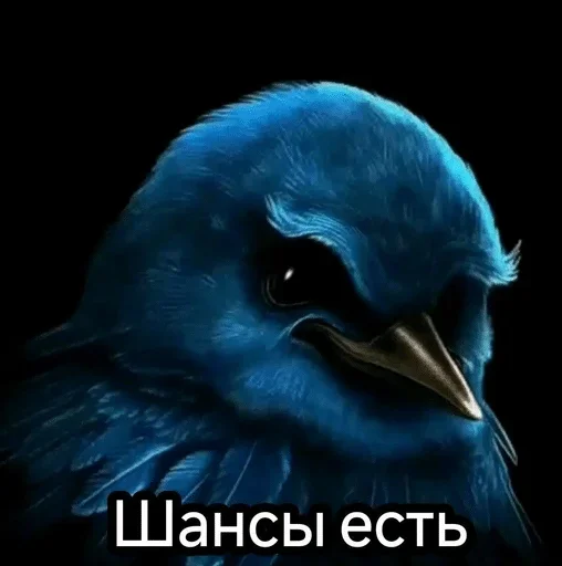 🌟 Стикер «птички (lerixxqwz)» для Telegram