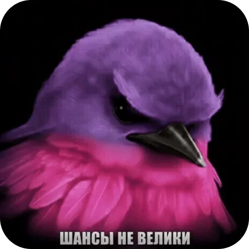 🌟 Стикер «Птички гусь гей» для Telegram