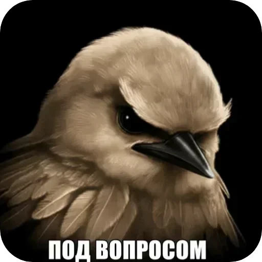 🐦 Стикер «Птички гусь гей» для Telegram