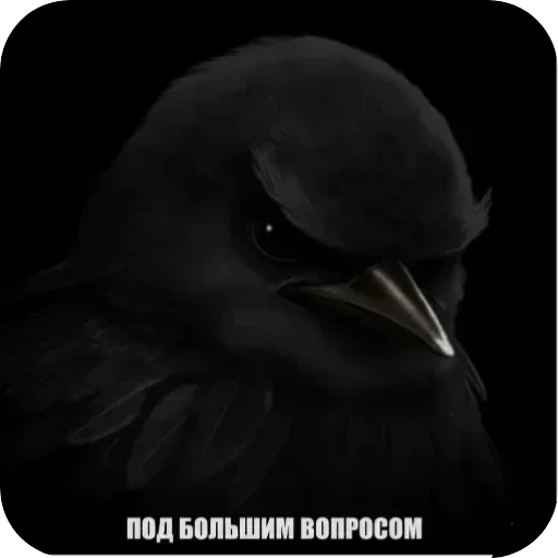 🐦 Стикер «Птички гусь гей» для Telegram