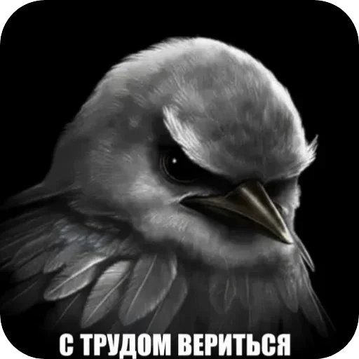 🐦 Стикер «Птички гусь гей» для Telegram