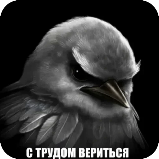 🐦 Стикер «Птички гусь гей» для Telegram