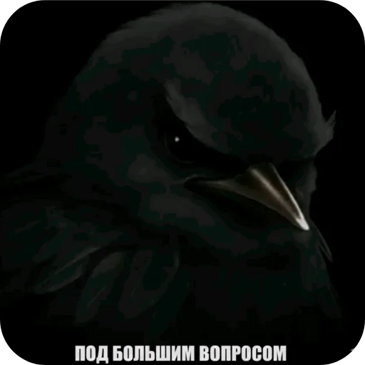 👍 Стикер «Птички» для Telegram