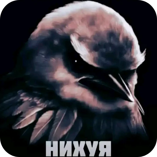 🖼 Стикер «Птички» для Telegram