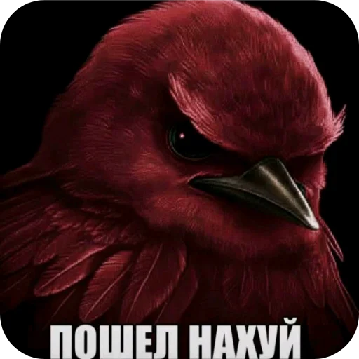 🐦 Стикер «Птички» для Telegram