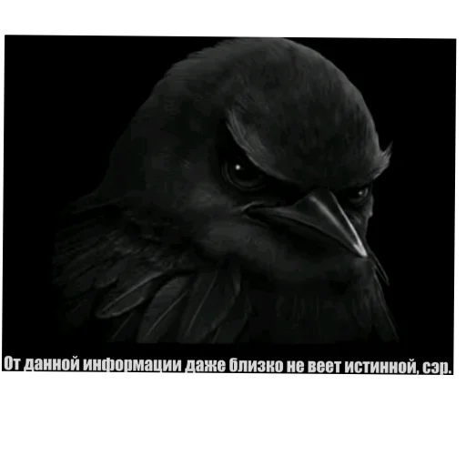 🎩 Стикер «Птички» для Telegram