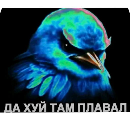 🖼 Стикер «Птички» для Telegram