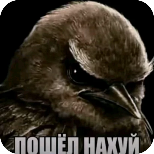 🐦 Стикер «Птички» для Telegram