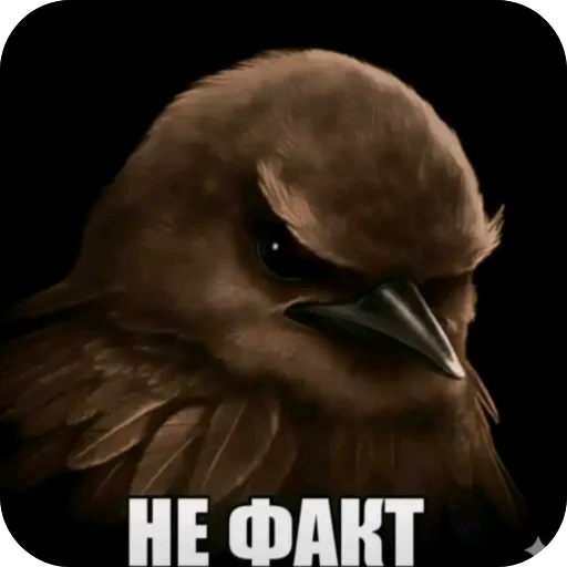 👍 Стикер «Птички» для Telegram