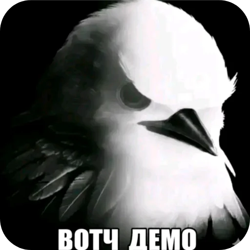🐦 Стикер «Птички» для Telegram