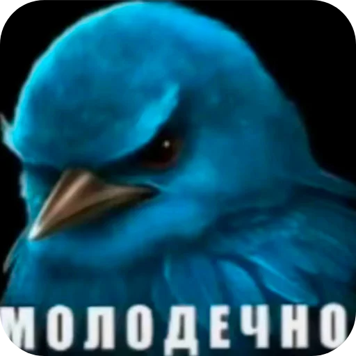 🐦 Стикер «Птички» для Telegram