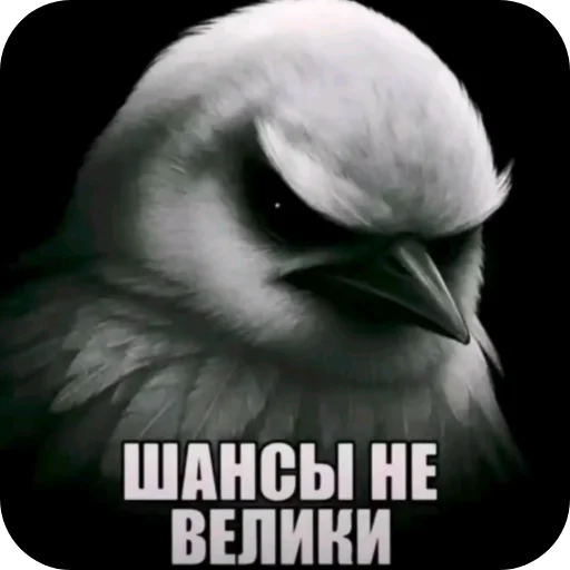 🐦 Стикер «Птички» для Telegram