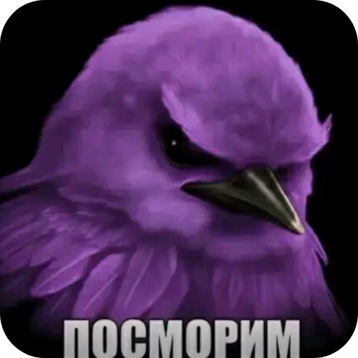 🐦 Стикер «Птички» для Telegram