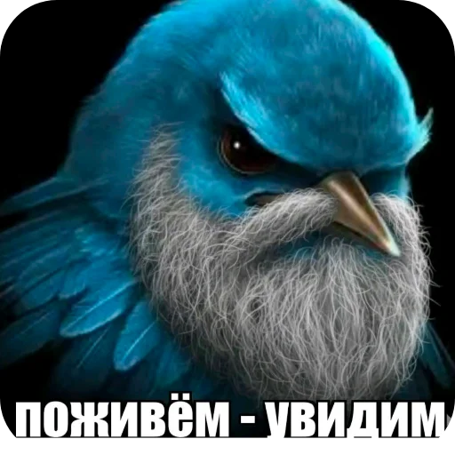 🐦 Стикер «Птички» для Telegram