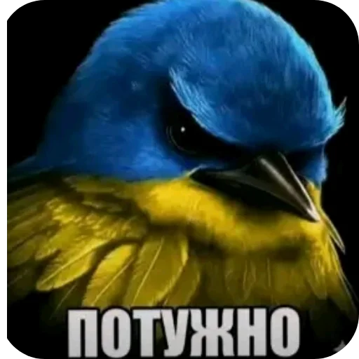 🐦 Стикер «птицы» для Telegram
