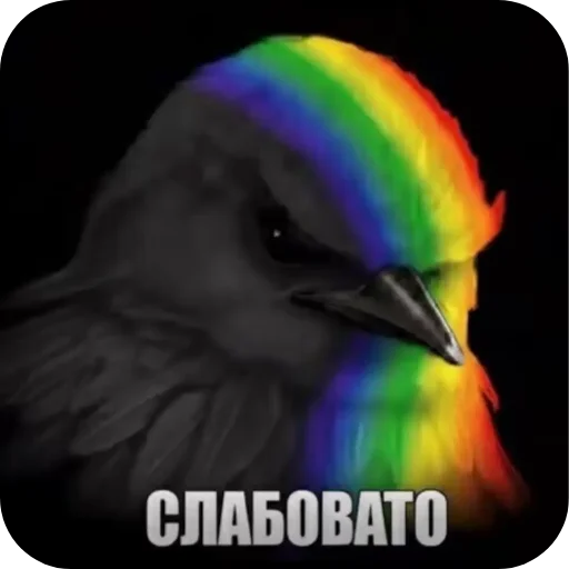 🐦 Стикер «птицы» для Telegram