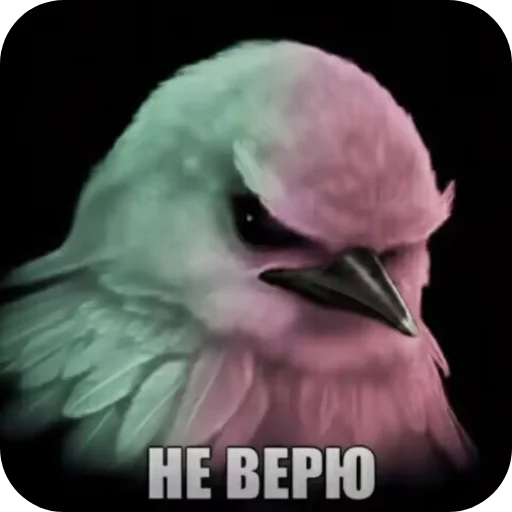 🐦 Стикер «птицы» для Telegram
