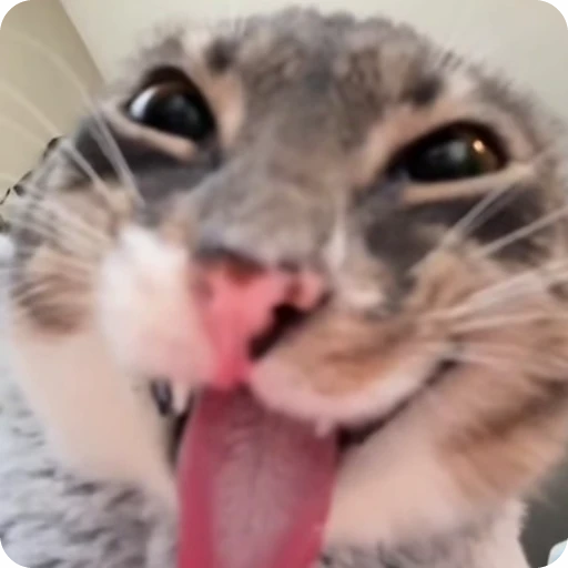 😛 Стикер «Кицьки» для Telegram
