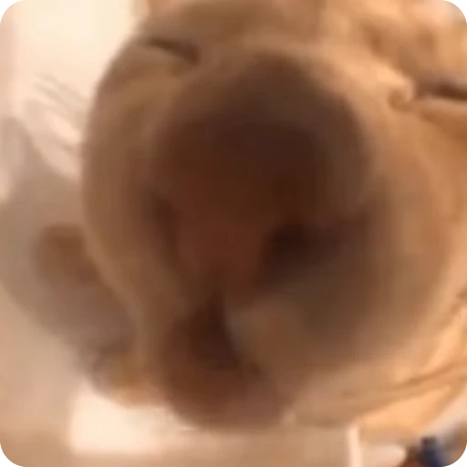 ❤️ Стикер «Кицьки» для Telegram